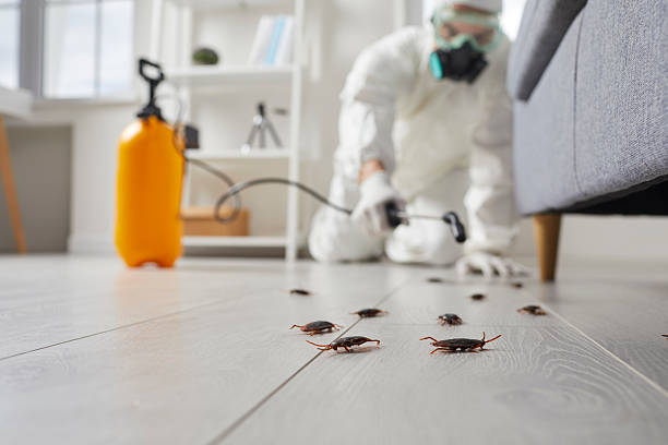 Affordable Termite Control solutions in Wallace, ID